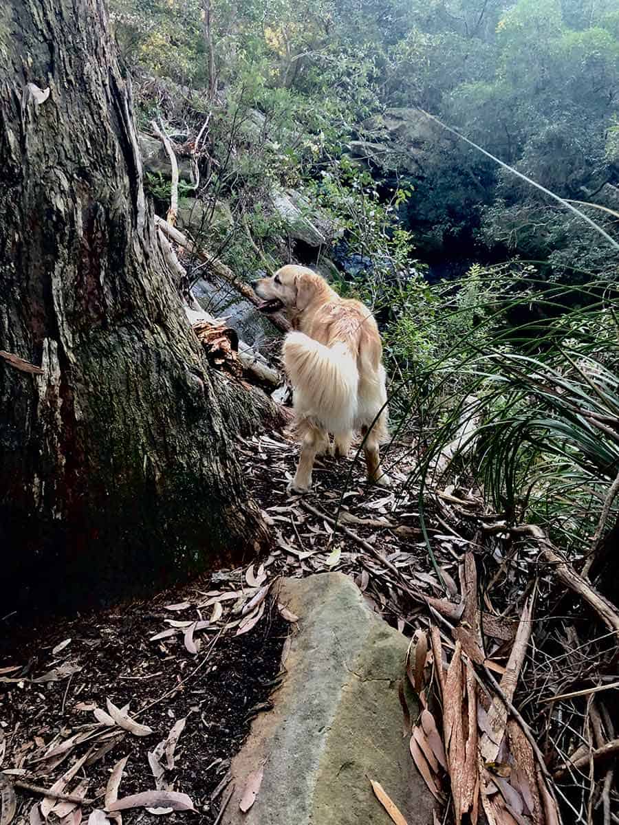Dozer金毛猎犬看在2019年7月瀑布gydF4y2Ba