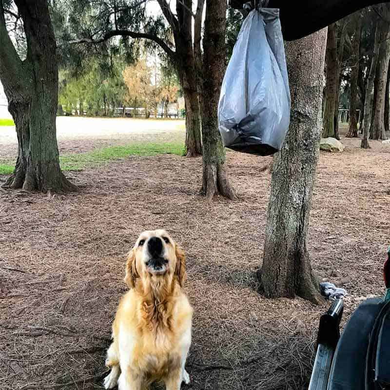 Dozer The Golden Retriver狗试图让食物绑在狗公园的无家可归者GydF4y2Ba