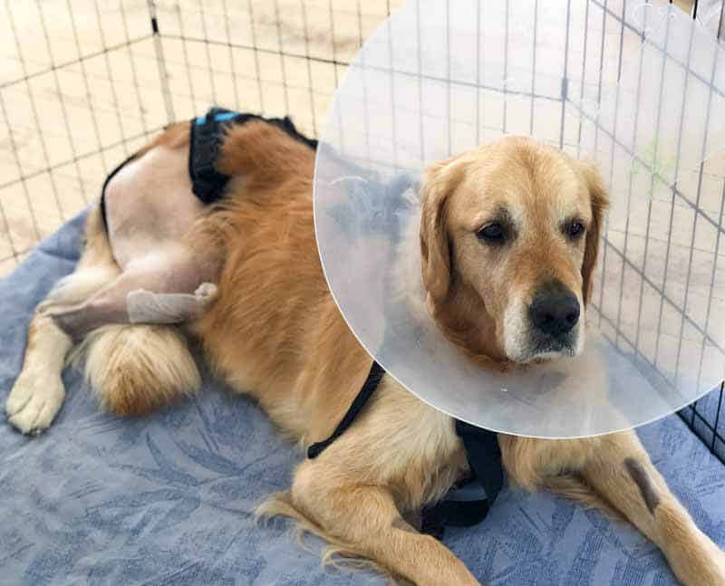这只名叫Dozer的金毛猎犬正在从前交叉韧带手术中恢复